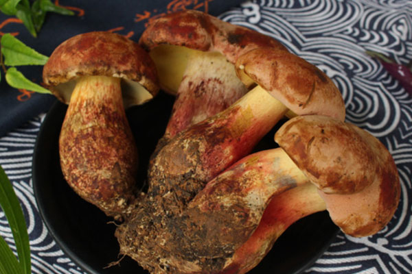 遼寧有牛肝菌嗎