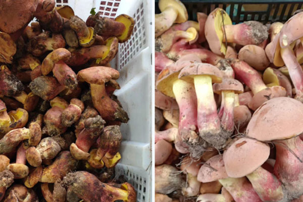 牛肝菌保質(zhì)期多長時間，黃牛肝菌怎么儲存