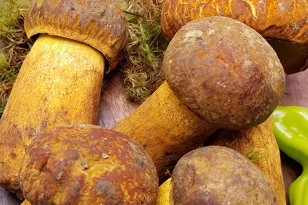 黃牛肝菌的儲(chǔ)存方法