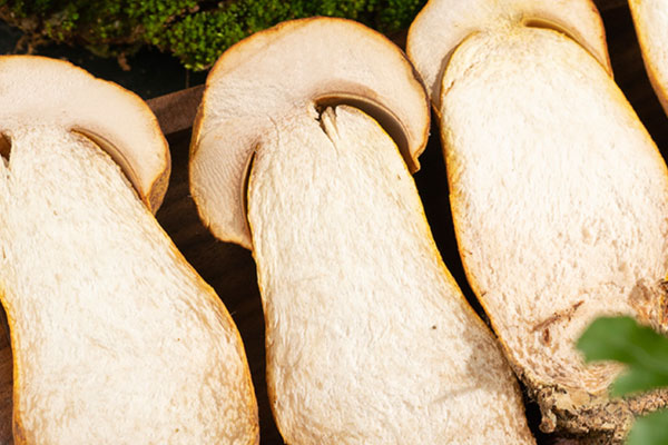 泡過水的新鮮牛肝菌怎么樣，剛采的牛肝菌怎么保存