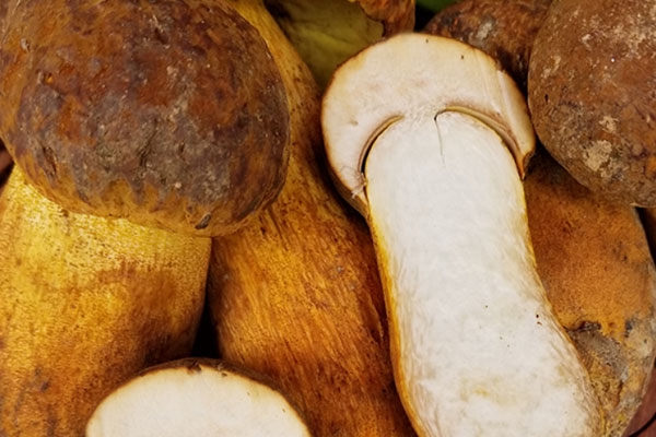 牛肝菌的傘下面要不要去掉