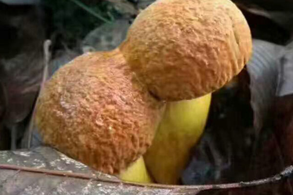 黃牛肝菌毒性強(qiáng)嗎