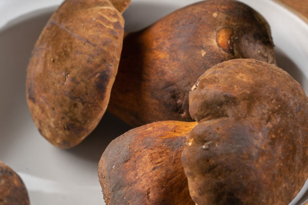 鮮牛肝菌是什么 鮮牛肝菌是什么