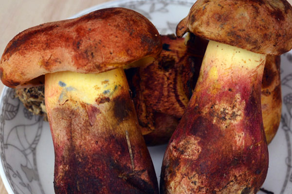 新鮮牛肝菌要焯水嗎，炒新鮮牛肝菌的做法