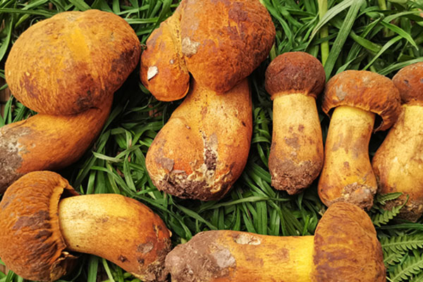 炒黃牛肝菌要煮多久，黃賴頭和黃牛肝菌是一種嗎