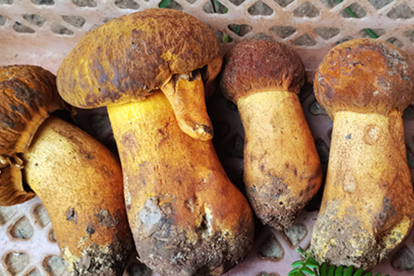 黃賴頭和黃牛肝菌是不是一種