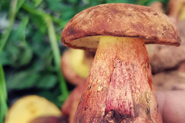 購買牛肝菌的注意事項(xiàng)