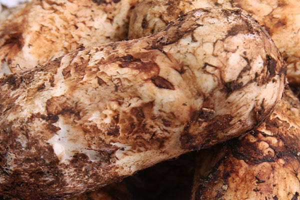 松茸披薩的功效作用 松茸披薩的功效作用