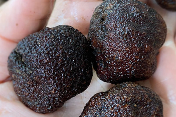 黑松露配雪花牛肉的食用禁忌 黑松露配雪花牛肉的食用禁忌