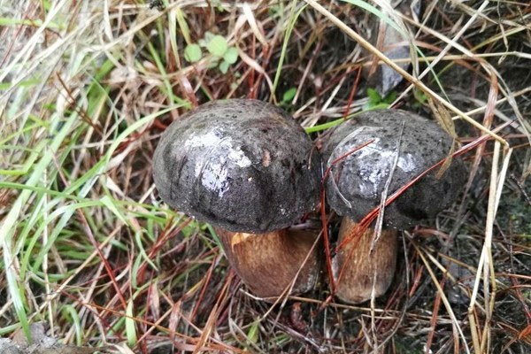 新鮮黑牛肝菌的燉湯做法竅門，新鮮黑牛肝菌怎么去毒
