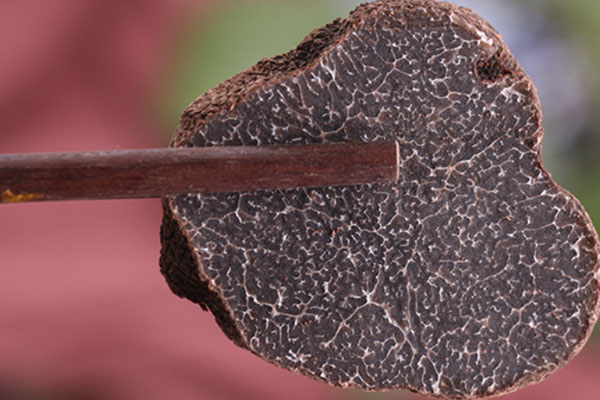 黑松露的外形和土壤有關(guān)系嗎 黑松露的外形和土壤有關(guān)系嗎