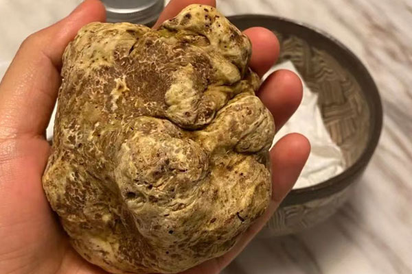 白松露能人工養(yǎng)殖嗎，云南馬屁泡是松露嗎