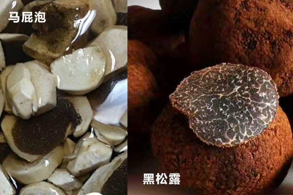 云南馬屁泡是不是松露 云南馬屁泡是不是松露