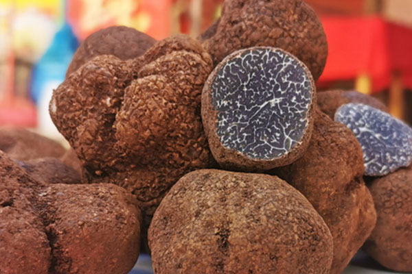 黑松露可以人工栽培嗎 黑松露可以人工栽培嗎