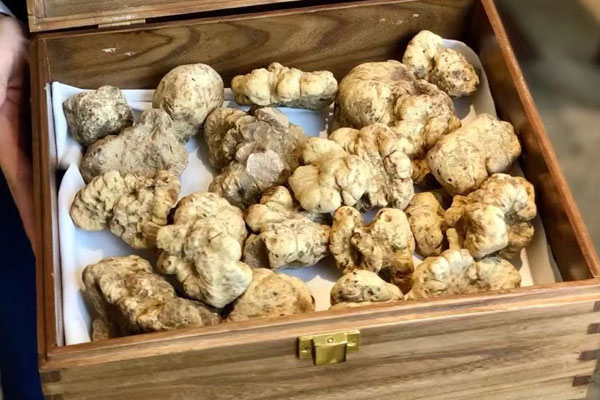 云南哪個縣產(chǎn)白松露，黑松露在云南叫什么