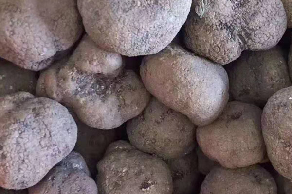 云南黑松露哪里的產(chǎn)地最好 云南黑松露哪里的產(chǎn)地最好