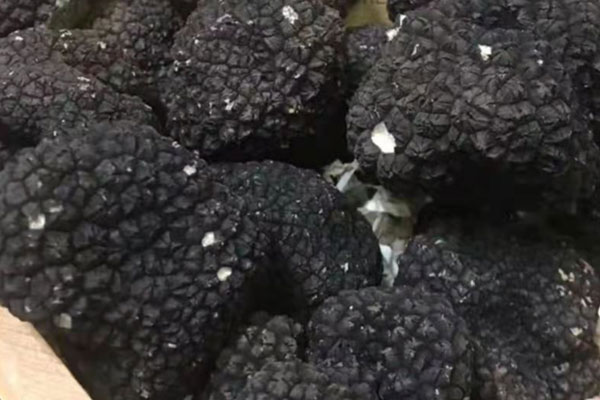 黑松露奶油帶子意面的功效作用 黑松露奶油帶子意面的功效作用