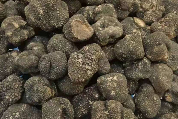 黑松露胡蘿卜汽鍋雞的功效作用 黑松露胡蘿卜汽鍋雞的功效作用