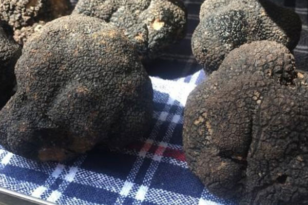 黑松露胡蘿卜汽鍋雞的食用禁忌 黑松露胡蘿卜汽鍋雞的食用禁忌