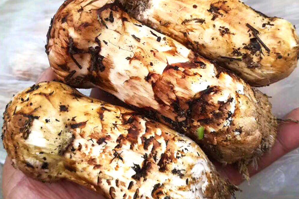 松茸牛排三明治的技巧 松茸牛排三明治的技巧