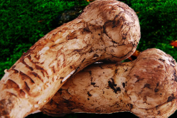 松茸牛排三明治的食用禁忌 松茸牛排三明治的食用禁忌