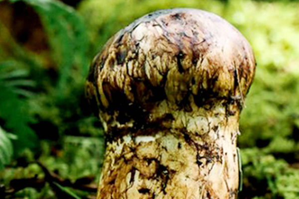 松茸養(yǎng)胃嗎，松茸治咳嗽嗎