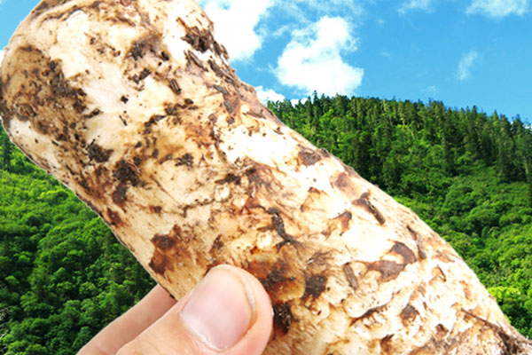 松茸可以治咳嗽嗎 松茸可以治咳嗽嗎