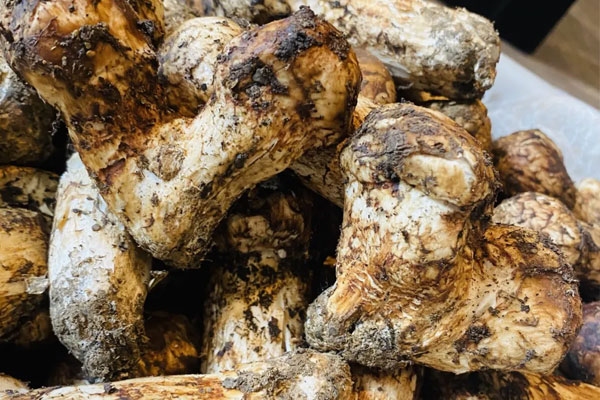 發(fā)燒能吃松茸嗎 發(fā)燒能吃松茸嗎