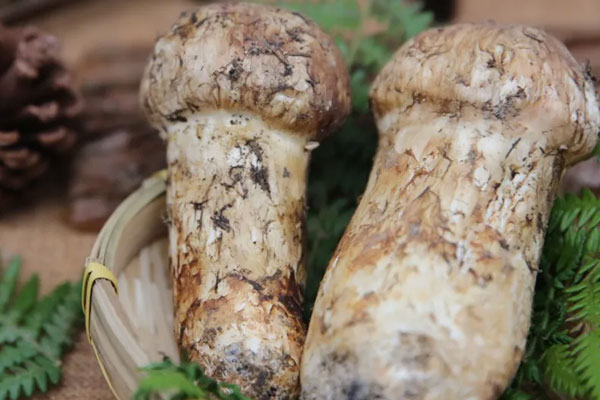 剛生完孩子能吃松茸嗎，松茸嘌呤含量高嗎