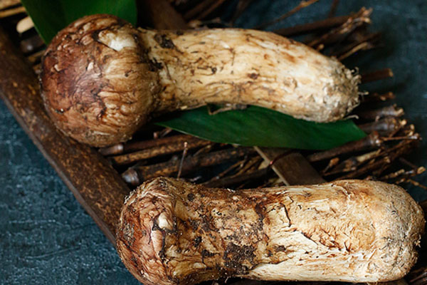 哺乳期可以吃松茸嗎，痛風(fēng)能吃松茸嗎