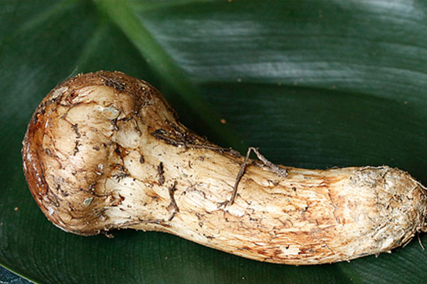 怎么挑選新鮮松茸