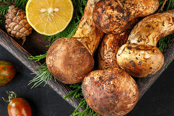 尿毒癥患者可以吃松茸嗎，腎病患者可以吃松茸嗎