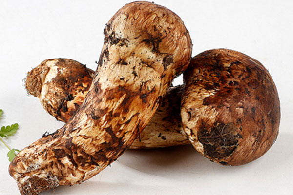 腎病患者能吃松茸嗎