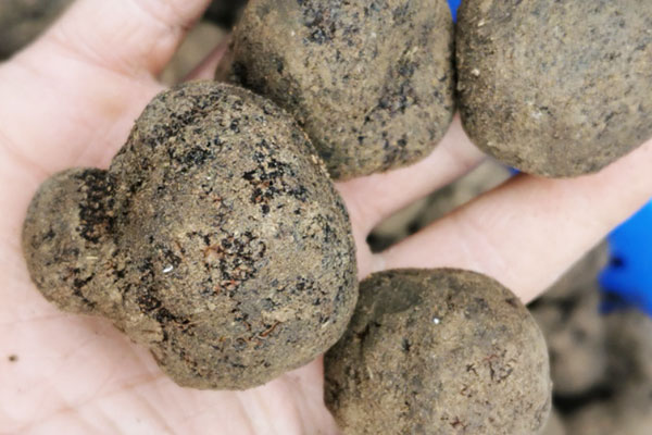 黑松露泡酒需要切開嗎 黑松露泡酒需要切開嗎