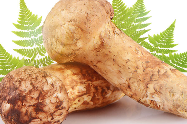 松茸的正常香味是怎樣的，松茸口感是脆的嗎