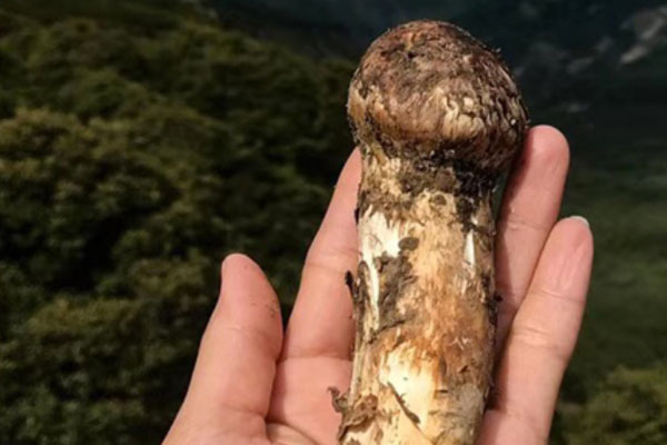 新鮮松茸的四個等級