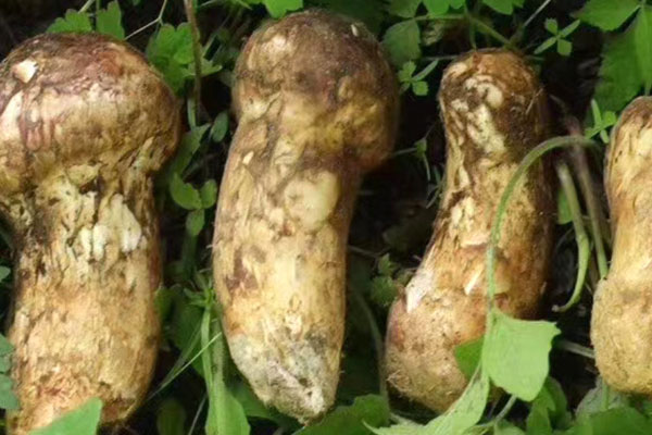 松茸花雕蒸大黃魚蒸多少分鐘最好 松茸花雕蒸大黃魚蒸多少分鐘最好