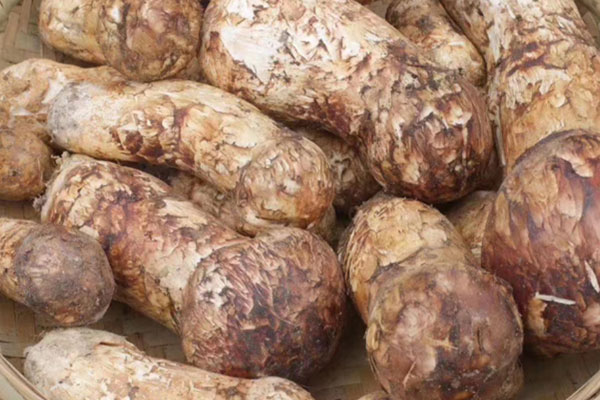 松茸花雕蒸大黃魚的功效作用 松茸花雕蒸大黃魚的功效作用