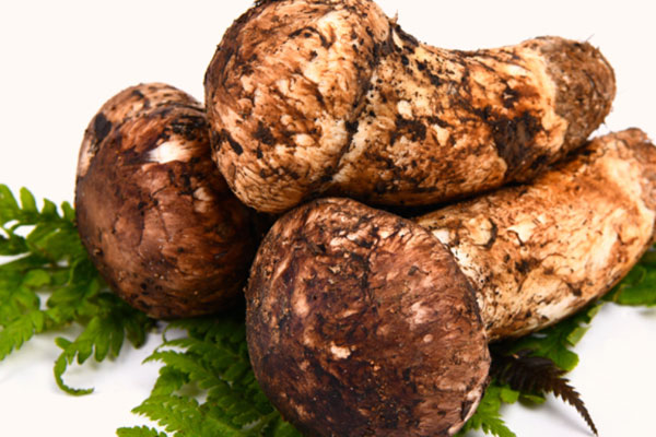 慢性腎病可以吃松茸嗎，做透析的人能吃松茸嗎