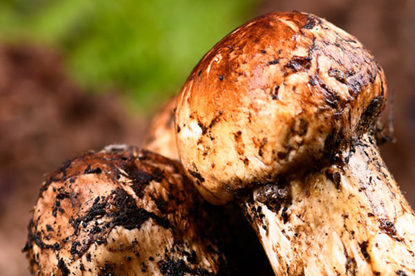 腎移植后能吃松茸嗎