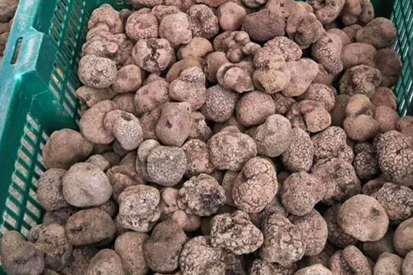 松露究竟貴在哪里 松露究竟貴在哪里