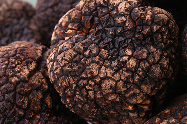 為什么野豬會喜歡松露 為什么野豬會喜歡松露