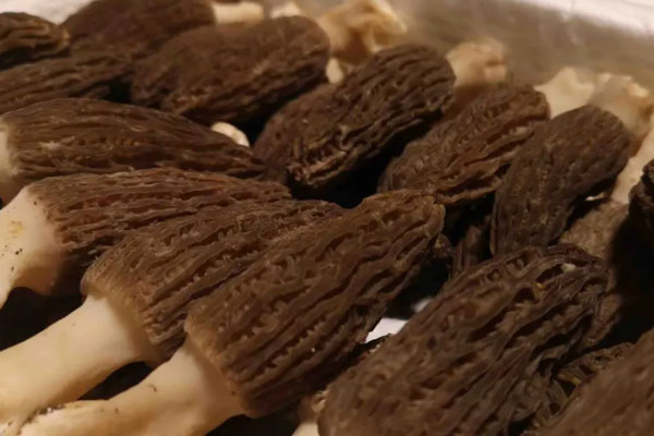 羊肚菌花膠海參煲雞的營養(yǎng)價(jià)值 羊肚菌花膠海參煲雞的營養(yǎng)價(jià)值