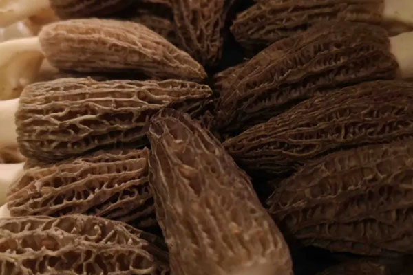 羊肚菌花膠海參煲雞的食用禁忌 羊肚菌花膠海參煲雞的食用禁忌