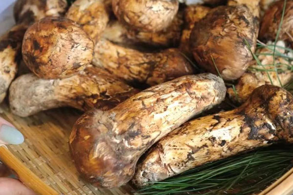 松茸蒸雞要多少分鐘才熟，松茸燉雞什么時(shí)候下鍋