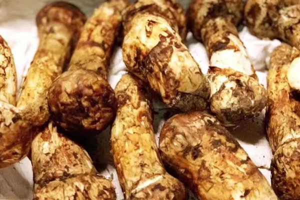 松茸多久會(huì)壞，松茸零度保鮮可以存放多久