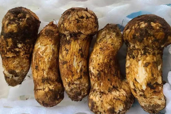 松茸放保鮮里7天還能吃嗎，松茸沒有冷藏放了一天能吃嗎