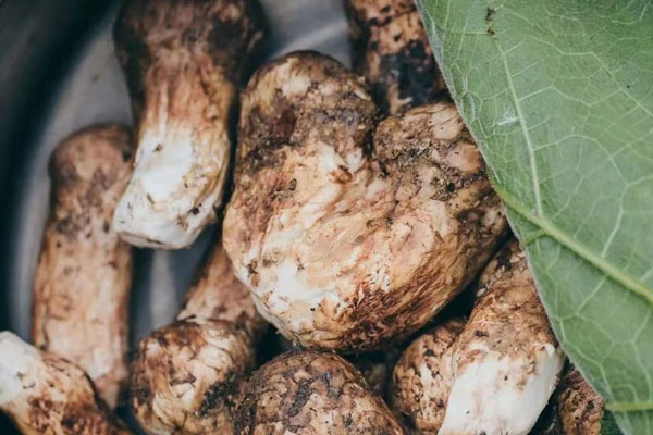 新鮮松茸放冷藏好還是冷凍好 新鮮松茸放冷藏好還是冷凍好