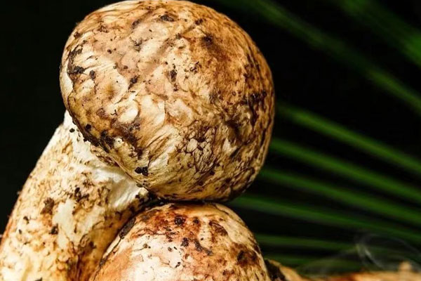 松茸枸杞泡酒浸泡多久 松茸枸杞泡酒浸泡多久