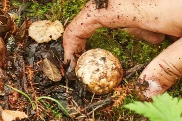 松茸枸杞泡酒能不能經(jīng)常服用 松茸枸杞泡酒能不能經(jīng)常服用